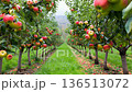 Orchard Pathway Through Rows of Ripe Fruit Trees 136513072