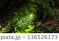 Tropical jungle canopy with bright green ferns and trees lit by sunlight. Baslay, Negros, Philippines. 136526173
