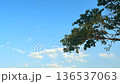 Green tree branch with blue sky and cloud 136537063
