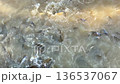Slow motion of fish eating food on water surface 136537067