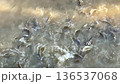 Slow motion Feeding fish in lake with sunlight 136537068