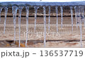 Many long icicles hang from the roof. Water drips from ice icicles.  136537719