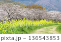 Cherry blossom trees and rape blossoms (Inugawa, Nagaokakyo City, Kyoto Prefecture) 136543853