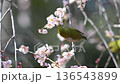 爽やかな春の陽気　満開の枝垂れ梅　蜜を吸うメジロ　ウメジロー　春素材 136543899