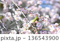 爽やかな春の陽気　満開の枝垂れ梅　蜜を吸うメジロ　ウメジロー　春素材 136543900