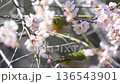 爽やかな春の陽気　満開の枝垂れ梅　蜜を吸うメジロ　ウメジロー　春素材 136543901