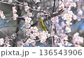 爽やかな春の陽気　満開の枝垂れ梅　蜜を吸うメジロ　ウメジロー　春素材 136543906