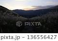 夕陽西下，仙石原的蒲葦草靜靜地搖曳。 136556427