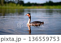 Peaceful scene of ducks gliding across the calm waters of a serene lake. 136559753