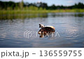 Peaceful scene of ducks gliding across the calm waters of a serene lake. 136559755