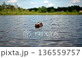 Peaceful scene of ducks gliding across the calm waters of a serene lake. 136559757