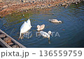A graceful young cygnet glides peacefully across the calm waters of a serene lake. 136559759
