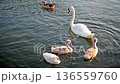 A graceful young cygnet glides peacefully across the calm waters of a serene lake. 136559760