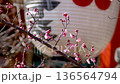 Nagaoka Tenmangu Shrine, Red Plum Blossoms (Nagaokakyo City, Kyoto Prefecture) 136564794