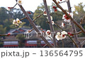 White plum blossoms at Nagaoka Tenmangu Shrine (Nagaokakyo City, Kyoto Prefecture) 136564795