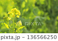 Rape blossoms - Winter-blooming rape blossoms 136566250