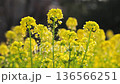Rape blossoms - Winter-blooming rape blossoms 136566251