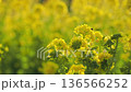 Rape blossoms - Winter-blooming rape blossoms 136566252