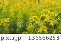Rape blossoms - Winter-blooming rape blossoms 136566253