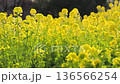 Rape blossoms - Winter-blooming rape blossoms 136566254