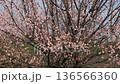 Plum blossoms in full bloom, red winter solstice (tilted up) 136566360
