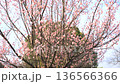 Plum blossoms in full bloom, red winter solstice (tilted up) 136566366