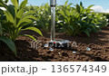 Smart Irrigation & Soil Sensors: Precision Farming for Maximum Crop Yields 136574349