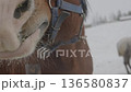 Extreme close up horse sniffing and snorting. Curious horse snorts into camera. Funny horse breathing and snorting close up. ASMR sound, horse breathing on frozen winter day. Visible steam in cold air 136580837