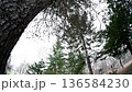 北海道の冬の公園で日没後に木々の間を空を飛ぶエゾモモンガ 136584230