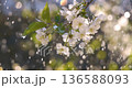 Cherry blossom period. Drops of spring rain fall on a cherry blossom. Shot on super slow motion camera 1000 fps. 136588093