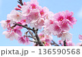 沖縄のいちばん桜・今帰仁城跡・寒緋桜 136590568