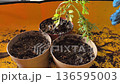 Hands nurture young plants in small pots, adding soil and water. Bright sunlight illuminates the workspace, creating a joyful atmosphere. Each careful step reveals the beauty of nature. 136595003