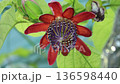 パッシフローラアラタ開花 136598440