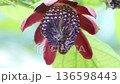開花したパッシフローラアラタ 136598443