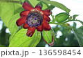 パッシフローラアラタ花と蕾 136598454