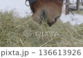 Horse eating hay rustle crunch and snort. ASMR sound of horse eating hay and loud snort in frozen winter day. Satisfying horse eating sounds in the cold. 136613926