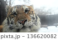 Tiger Explores Snowy Environment in Winter Setting at Wildlife Reserve 136620082