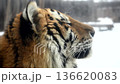 Tiger Observes Snowy Landscape in National Park During Winter Season With Focus on Eyes and Stripes 136620083