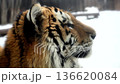 Snowy Winter Encounter With a Tiger in a National Park Capturing Its Sharp Gaze and Wild Spirit 136620084