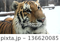 Snowy Tiger Interactions in a Winter Landscape at a Wildlife Reserve for Protection and Care 136620085