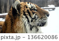 Tiger Looks Around on a Cold Winter Day in a National Park With Snow Covering the Ground 136620086