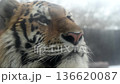 Tiger Watches Winter Landscape in National Park While Snow Falls on Its Colorful Fur and Sharp Eyes 136620087