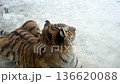 Tiger Explores Snowy Landscape in Winter Season at Wildlife Reserve With Cold Weather and Ice 136620088