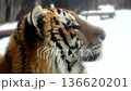 Winter Tiger in Snowy National Park Showing Personality and Wild Nature in Cold Weather 136620201