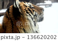 Tiger Exploring Snowy Terrain in Winter at National Park While Showcasing Distinct Eye Features 136620202