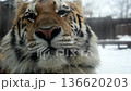 Tiger Explores Winter Snow Landscape While Showing Unique Features and Strong Presence in National Park Setting 136620203