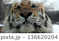 Close Look at a Tiger in Winter Snow in a National Park With Focus on Eyes and Stripes 136620204