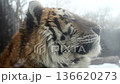 Tiger Displays Unique Eyes in Cold Winter Setting at National Park With Snow and Wildlife Around 136620273
