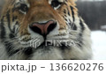 Tiger Encounters Winter Snow in National Park Showcasing Unique Eye Conditions and Wild Nature in Cold Weather 136620276