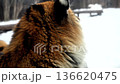 Winter Tiger Explores Snow Covered Reserve With Unique Features Showcasing Wildlife Diversity and Personality 136620475